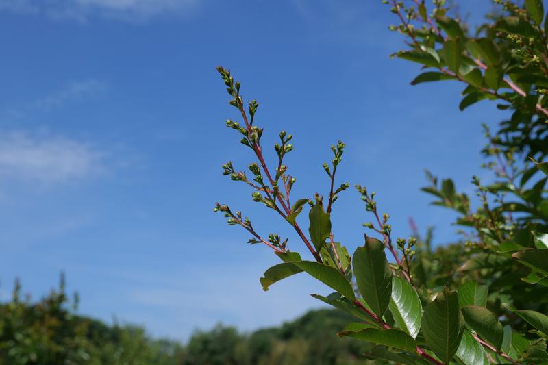 P1000426.JPG