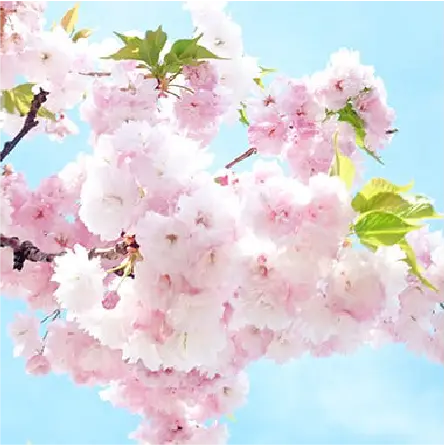 八重桜